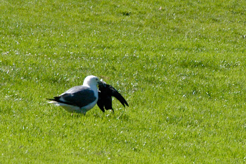 Seagull Eats Pigeon &copy; Dennis Mojado