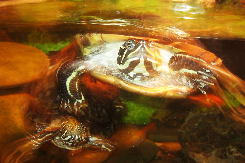 Turtles &copy; Dennis Mojado