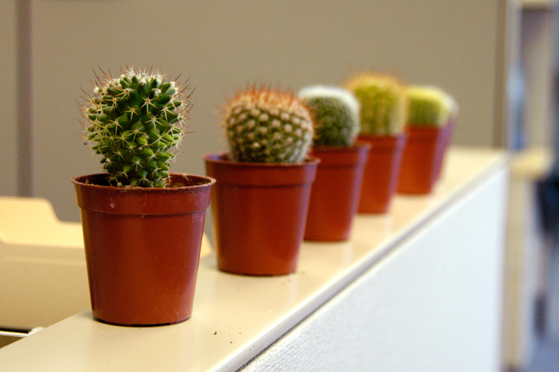Cubicle Cacti &copy; Dennis Mojado