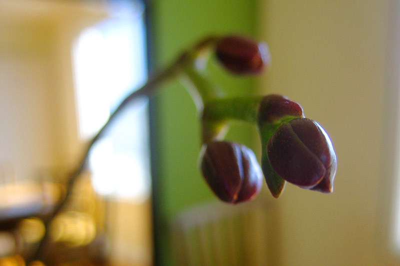 Pre-orchid &copy; Dennis Mojado