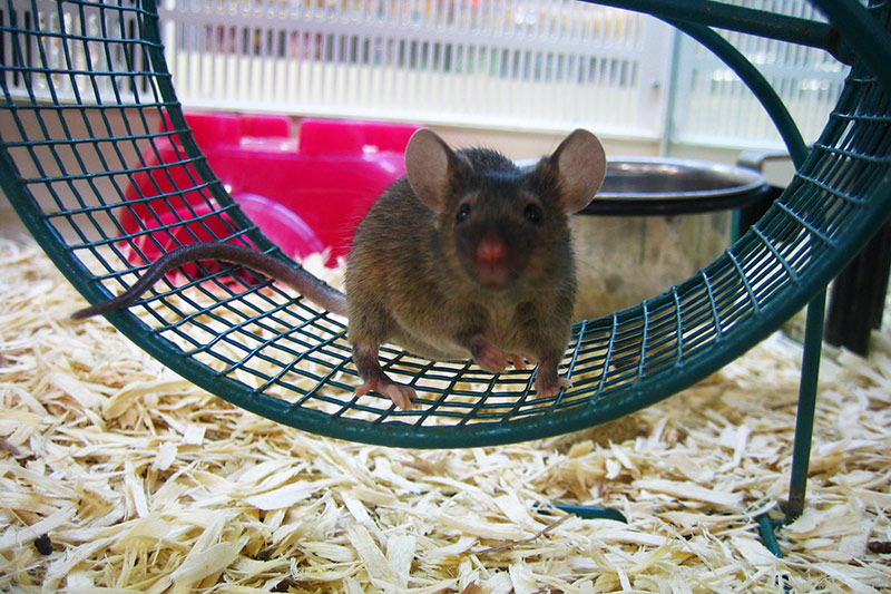 Mouse &copy; Dennis Mojado