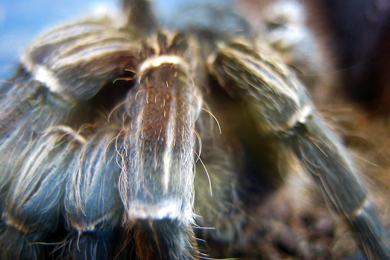 Tarantula &copy; Dennis Mojado