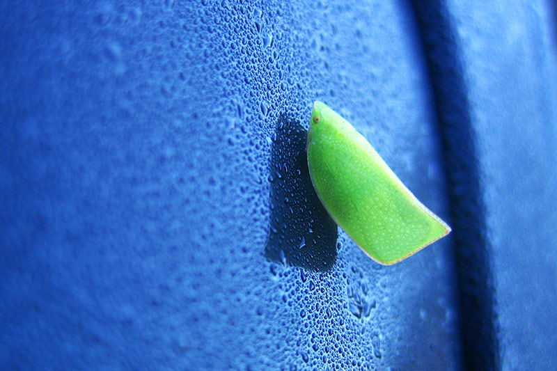 Leaf Bug &copy; Dennis Mojado