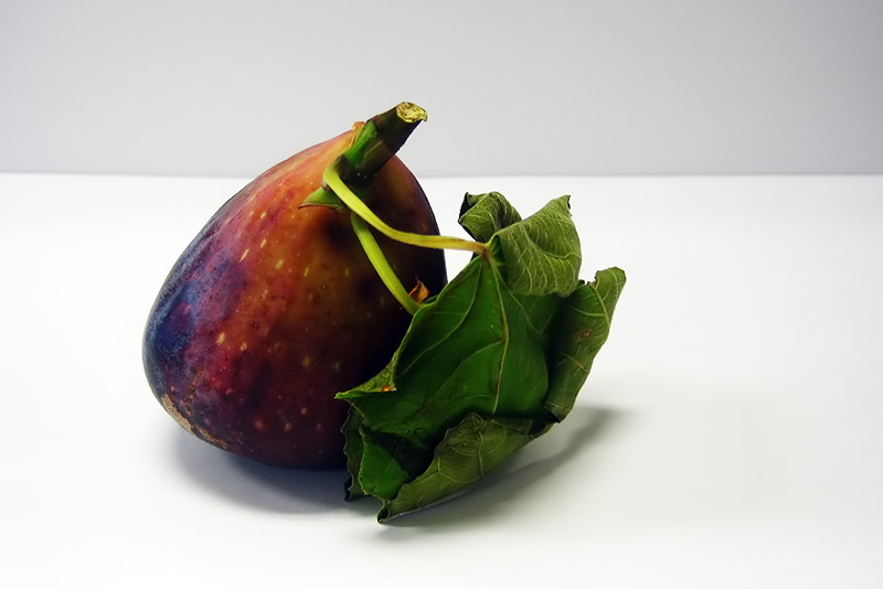 Fig &copy; Dennis Mojado