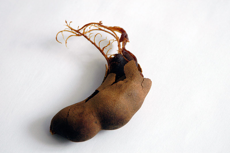 Tamarind &copy; Dennis Mojado