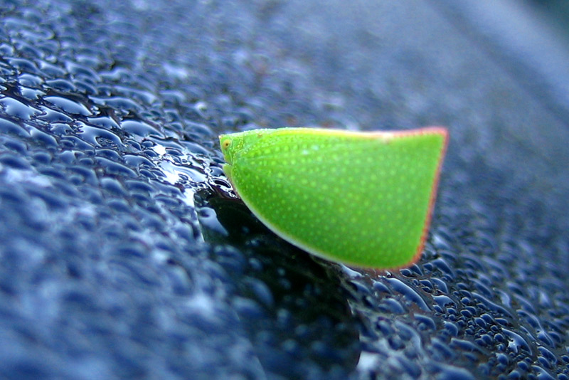 Leaf Bug II &copy; Dennis Mojado