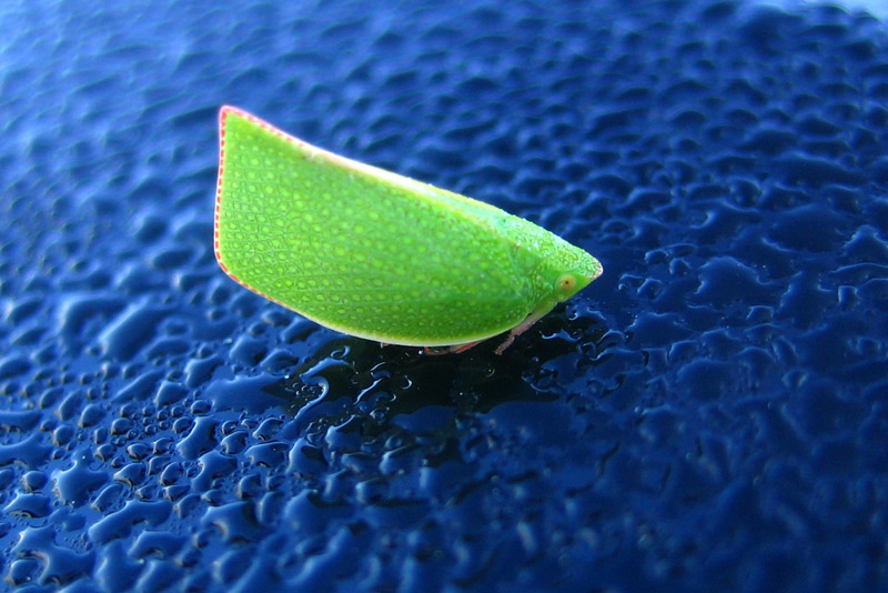 Leaf Bug III &copy; Dennis Mojado