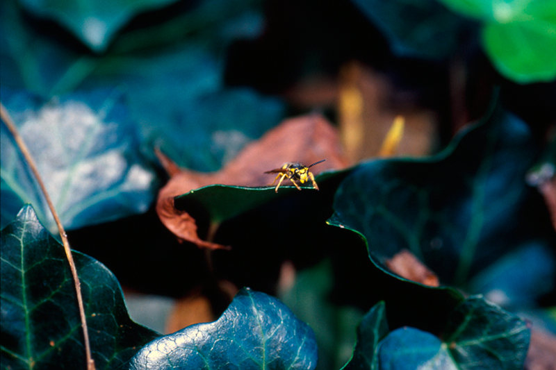 Hornet &copy; Dennis Mojado