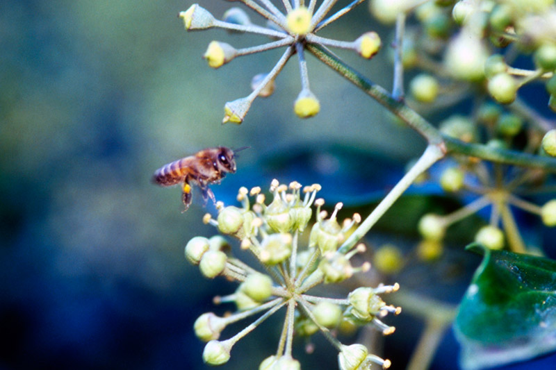 Bee &copy; Dennis Mojado