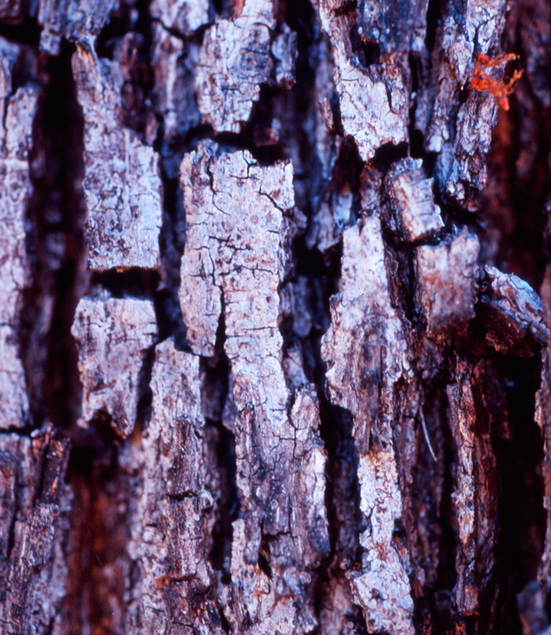 Bark &copy; Dennis Mojado