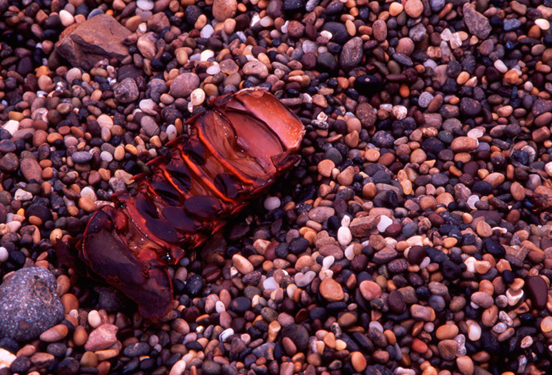 Discarded Lobster Tail &copy; Dennis Mojado