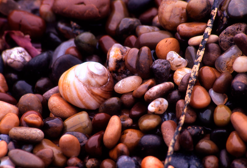 Pebbles and Shell &copy; Dennis Mojado