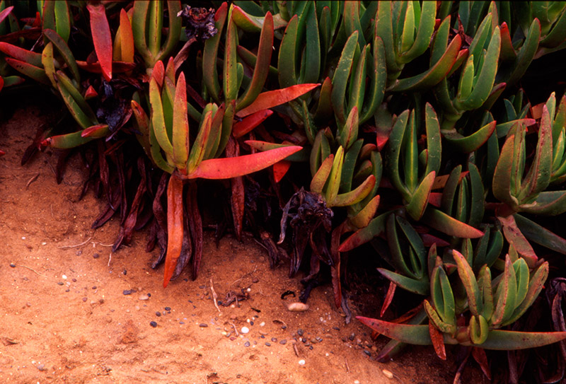 Ice Plants &copy; Dennis Mojado