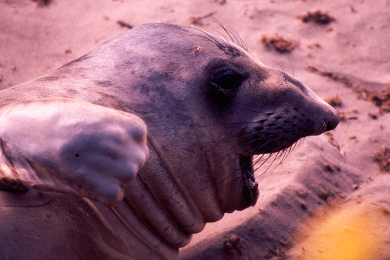 Elephant Seal I &copy; Dennis Mojado