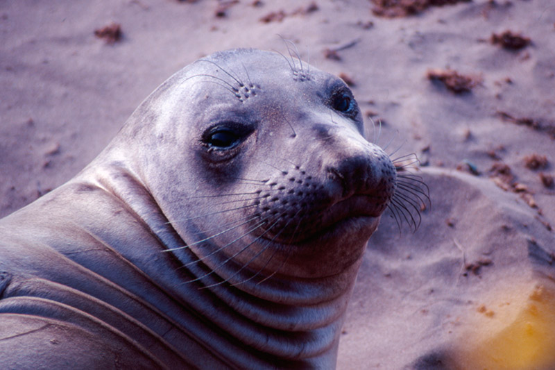 Elephant Seal II &copy; Dennis Mojado
