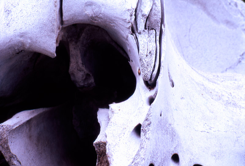 Sea Bone &copy; Dennis Mojado