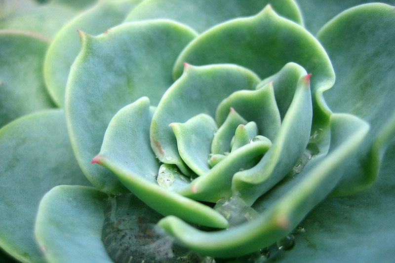 Succulent &copy; Dennis Mojado