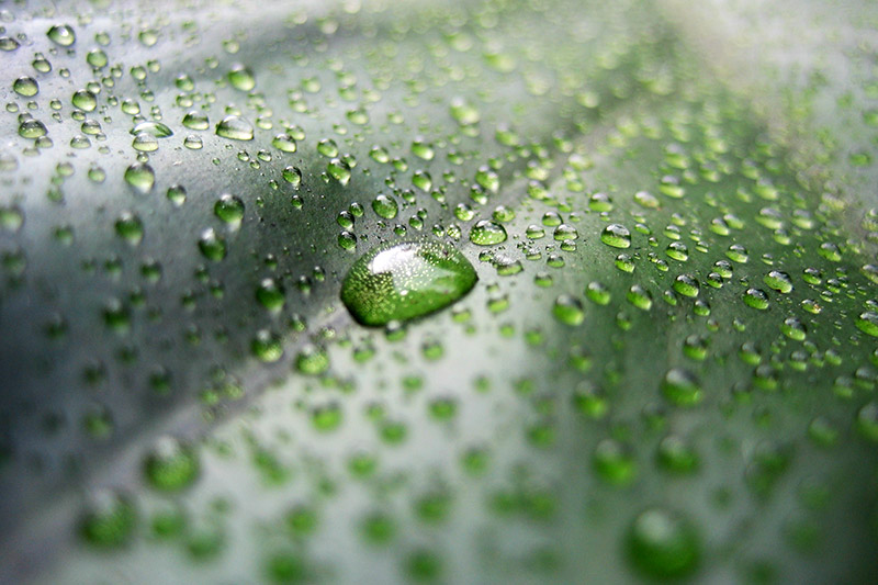 Drops &copy; Dennis Mojado
