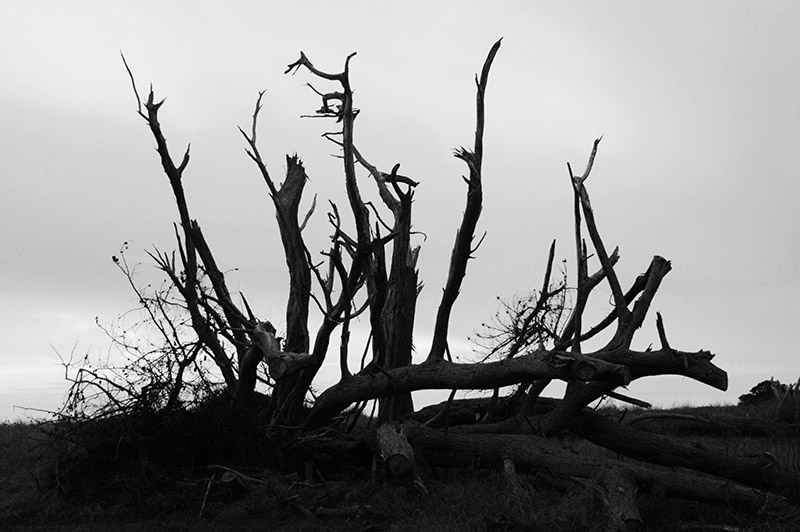 Dead Tree Reach &copy; Dennis Mojado