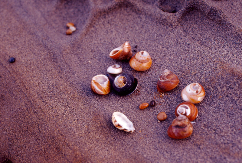 Sea Shells by the Sea Shore &copy; Dennis Mojado