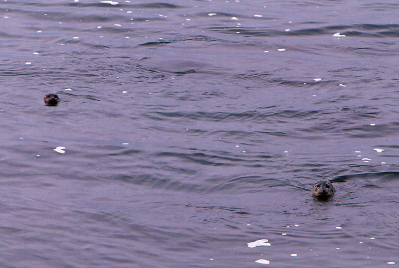 Seal Peek-a-boo &copy; Dennis Mojado