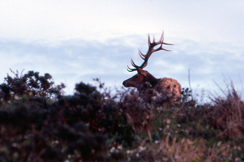 Tule Elk &copy; Dennis Mojado