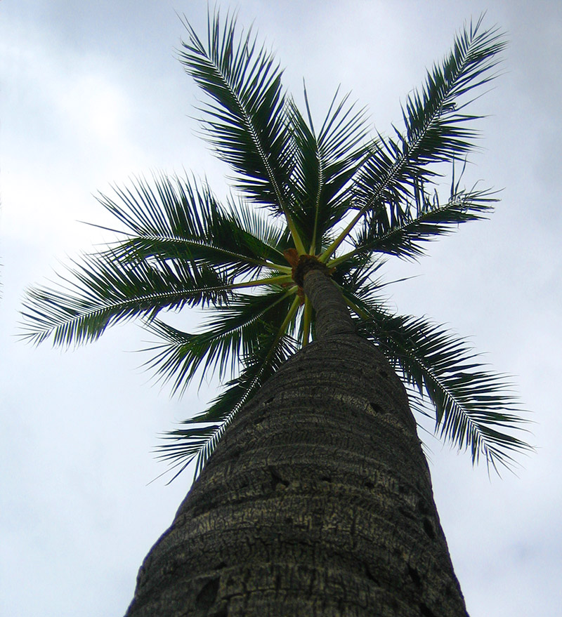 Coconut Tree &copy; Dennis Mojado