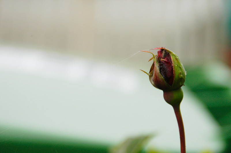 Rosebud &copy; Dennis Mojado