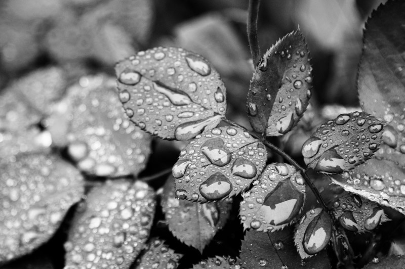 Drops II &copy; Dennis Mojado
