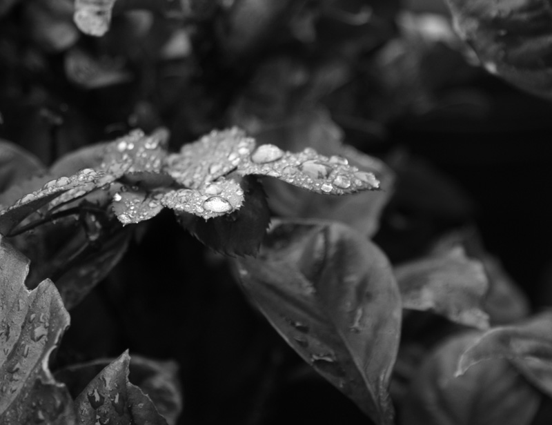 Drops I &copy; Dennis Mojado