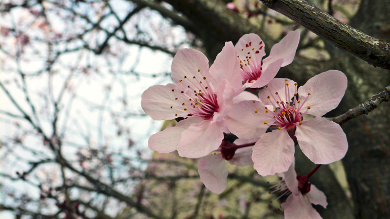 Spring? Blossoms &copy; Dennis Mojado