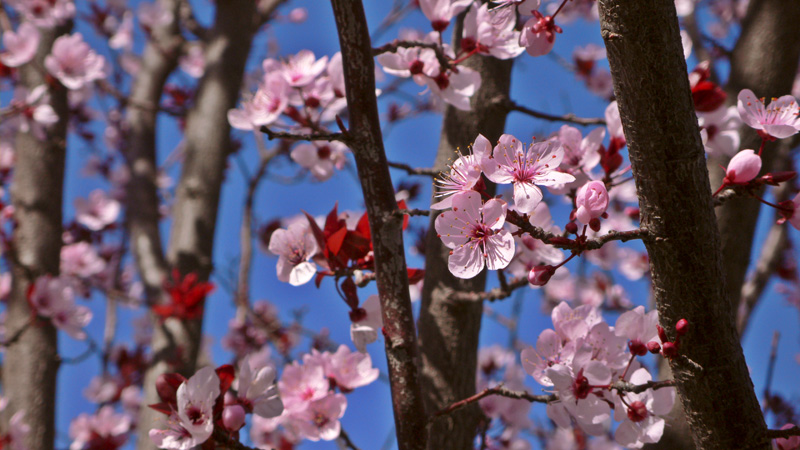 Spring? Blossoms II &copy; Dennis Mojado