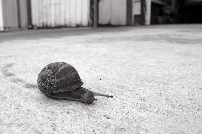 Morning Driveway Snail &copy; Dennis Mojado