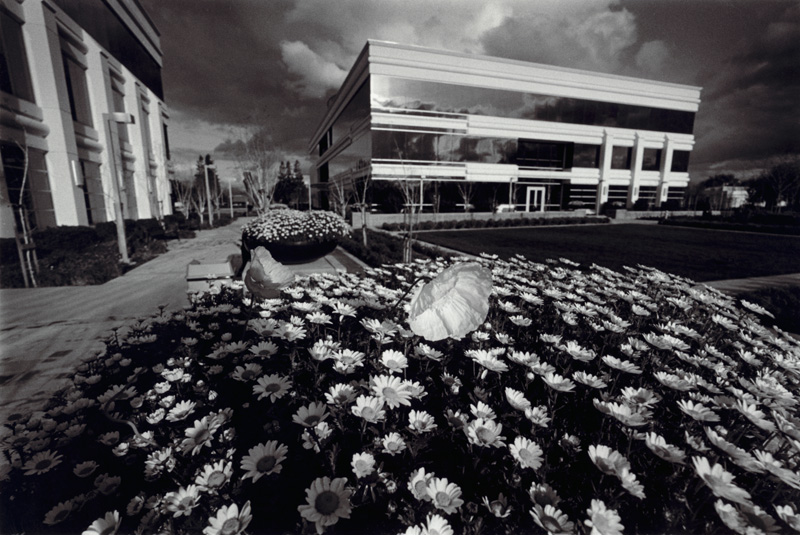 Poppy among Daisies &copy; Dennis Mojado