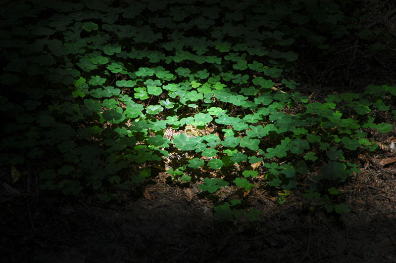 Lighted Clovers &copy; Dennis Mojado