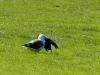 Seagull Eats Pigeon