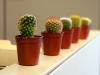 Cubicle Cacti