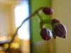 Pre-orchid