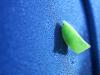 Leaf Bug