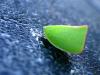 Leaf Bug II
