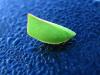 Leaf Bug III