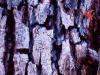 Bark