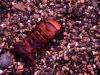 Discarded Lobster Tail