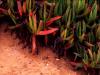 Ice Plants