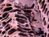 Microcaverns