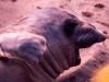 Elephant Seal I
