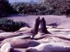 Elephant Seals