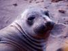 Elephant Seal II