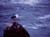 Cold Bird
