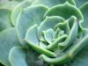 Succulent